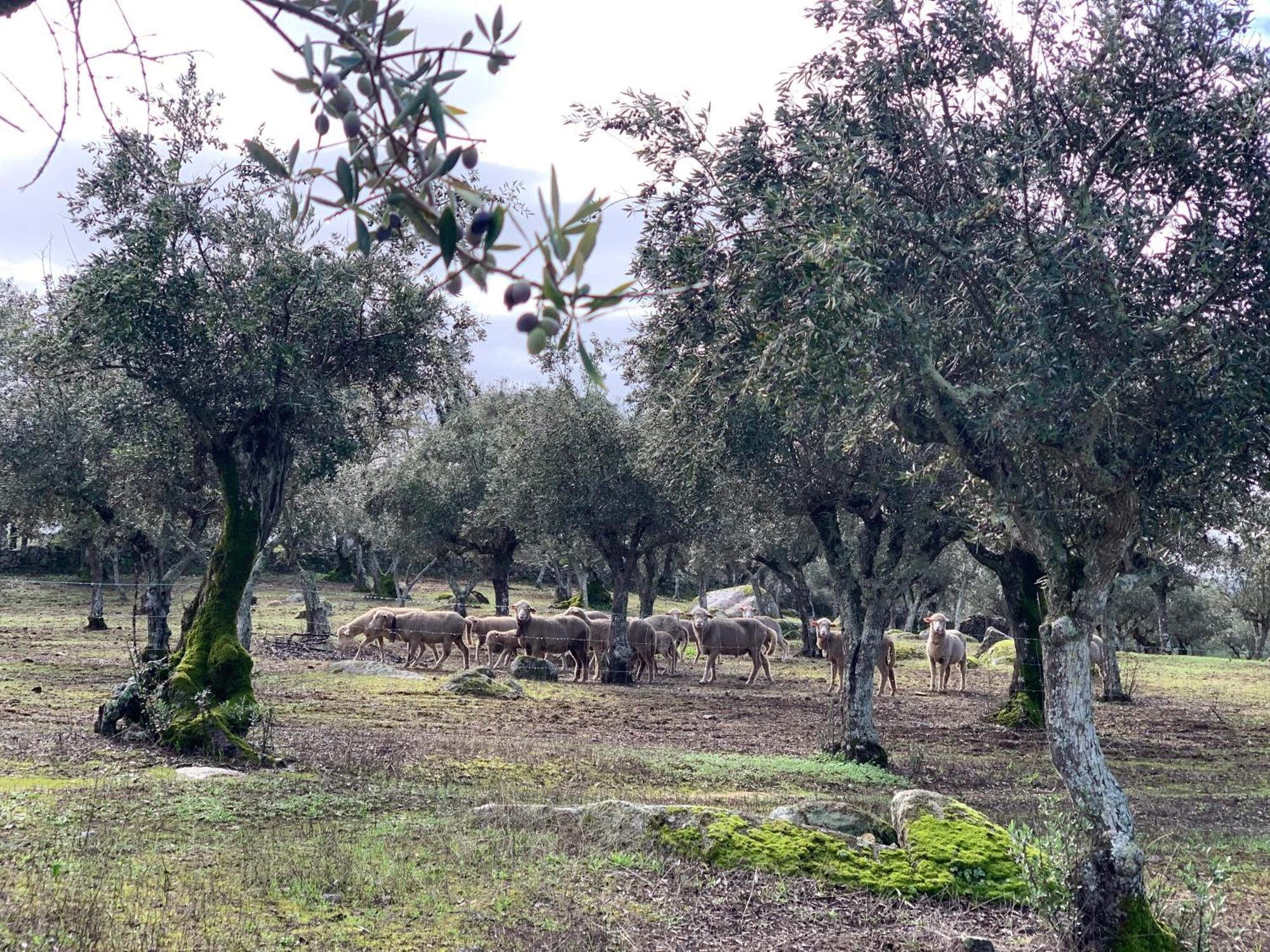 Appartamento Casa 1-Quinta Dos Penedos Portalegre Esterno foto