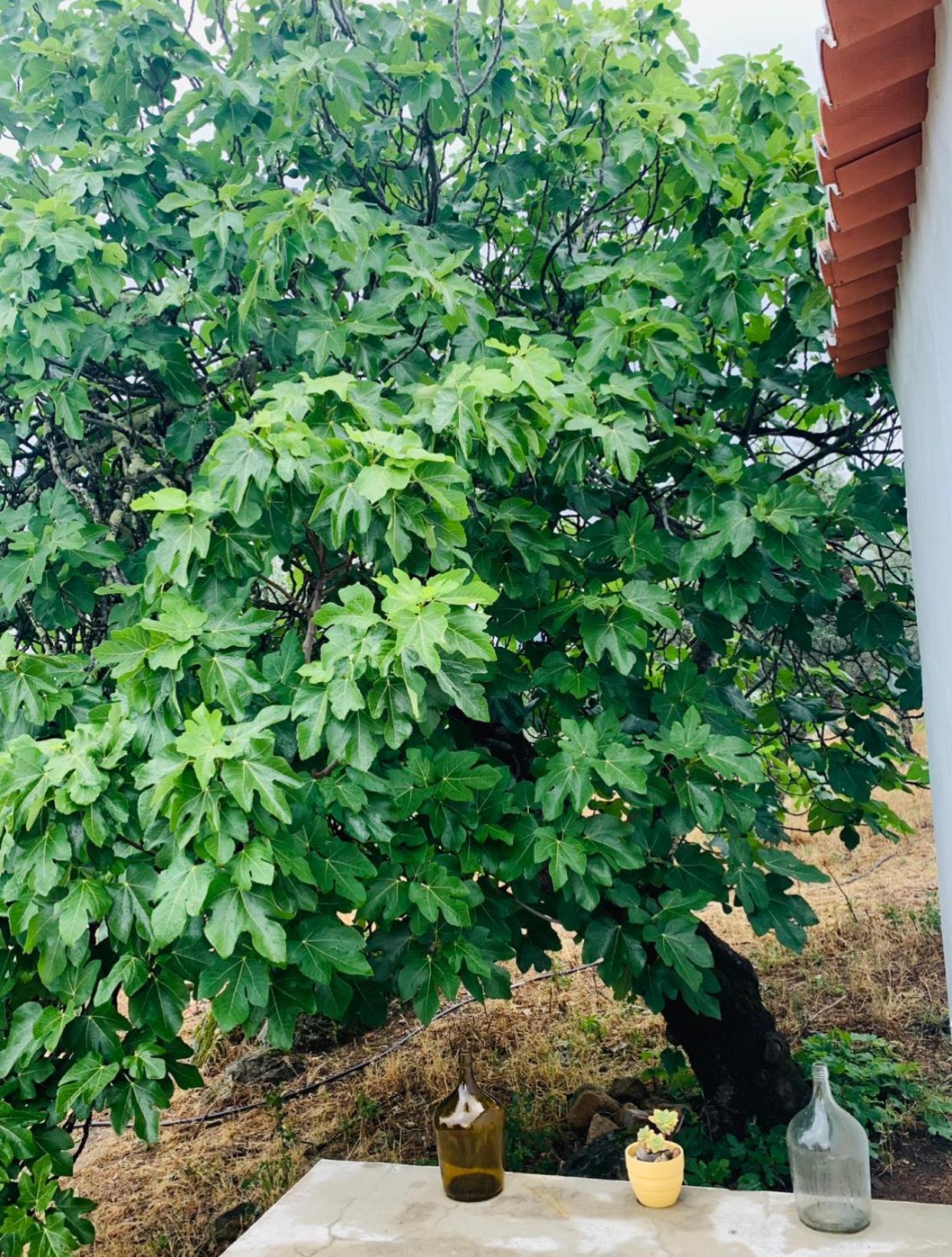 Appartamento Casa 1-Quinta Dos Penedos Portalegre Esterno foto